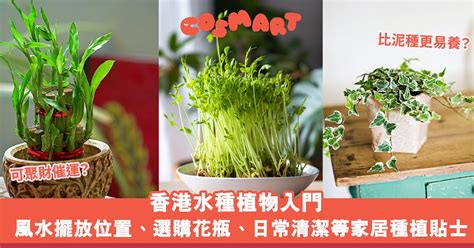 水種植物風水|水種植物新手入門 